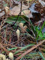 Clavariadelphus americanus