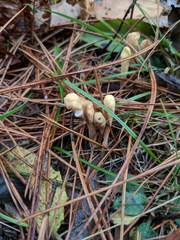 Clavariadelphus americanus