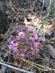 Alstroemeria revoluta