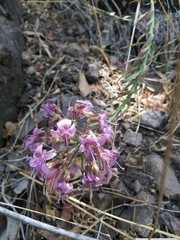 Alstroemeria revoluta
