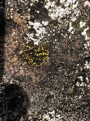 Arthrorhaphis citrinella