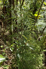 Lycopodium deuterodensum