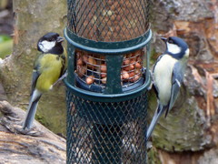 Parus major