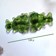 Euastrum humerosum affine