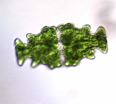 Euastrum humerosum affine