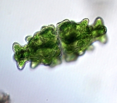 Euastrum humerosum affine