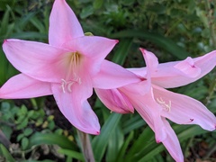 Hippeastrum reticulatum