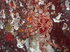 Acantholithodes hispidus