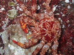 Acantholithodes hispidus