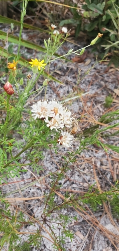 Apis mellifera image