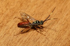 Cratichneumon w-album