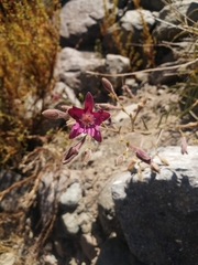 Malesherbia linearifolia