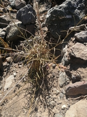 Malesherbia linearifolia
