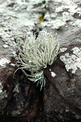 Ramalina siliquosa