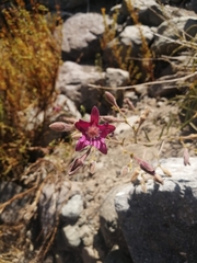 Malesherbia linearifolia
