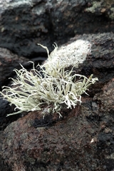 Ramalina siliquosa