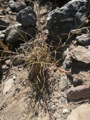 Malesherbia linearifolia