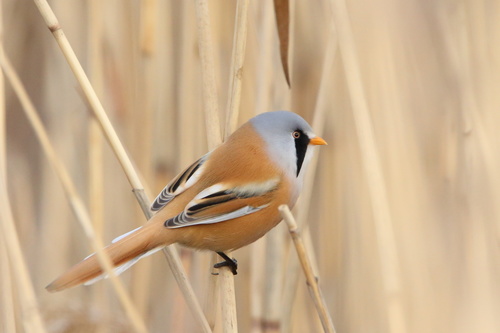 Bearded Reedling