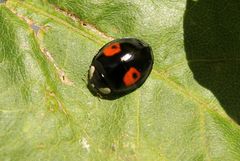 Harmonia axyridis