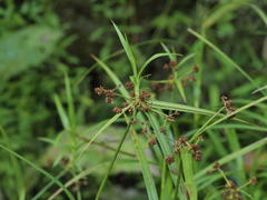 Scirpus polyphyllus