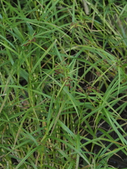 Scirpus polyphyllus