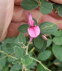 Lespedeza thunbergii