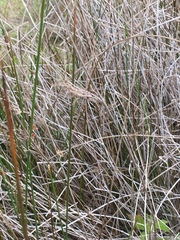 Juncus hesperius