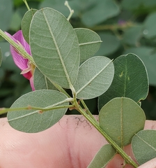 Lespedeza thunbergii