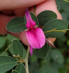 Lespedeza thunbergii