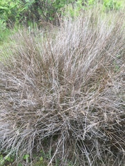 Juncus hesperius