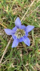 Gentiana bicuspidata