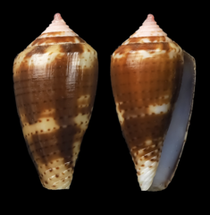 Conus boeticus