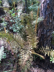 Osmundastrum cinnamomeum image