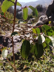 Azara petiolaris