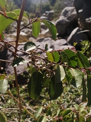 Azara petiolaris