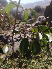 Azara petiolaris
