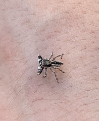 Menemerus bivittatus