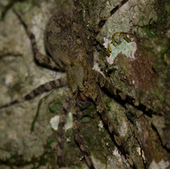 Enoploctenus cyclothorax