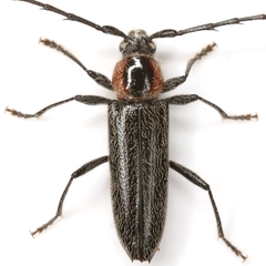 Stenosphenus notatus