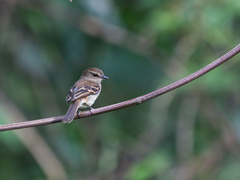 Cnemotriccus fuscatus