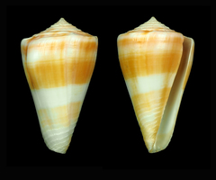 Conus bondarevi