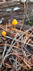 Mycena strobilinoidea