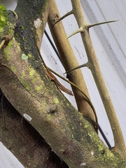 Anolis trinitatis