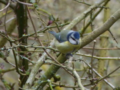 Cyanistes caeruleus