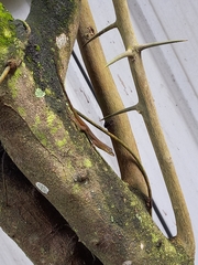 Anolis trinitatis
