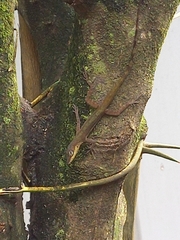 Anolis trinitatis