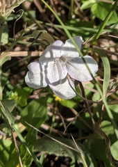 Ruellia metziae