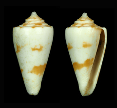 Conus bonfigliolii