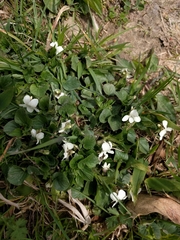 Viola striata