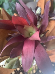 Angiospermae